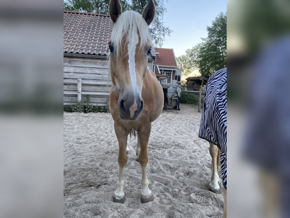 Haflinger Merrie 5 Jaar 150 cm in Doezum