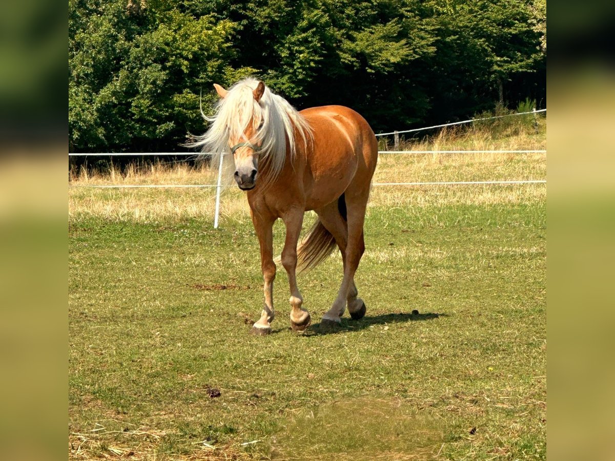 Haflinger Merrie 5 Jaar 150 cm Vos in N&#xFC;rburg