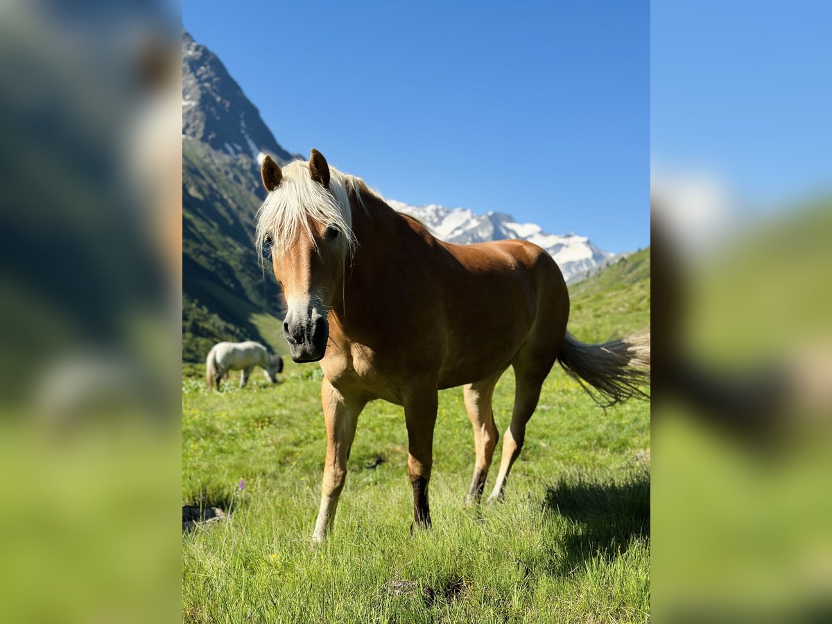 Haflinger Merrie 5 Jaar 154 cm Vos in Arzl im Pitztal