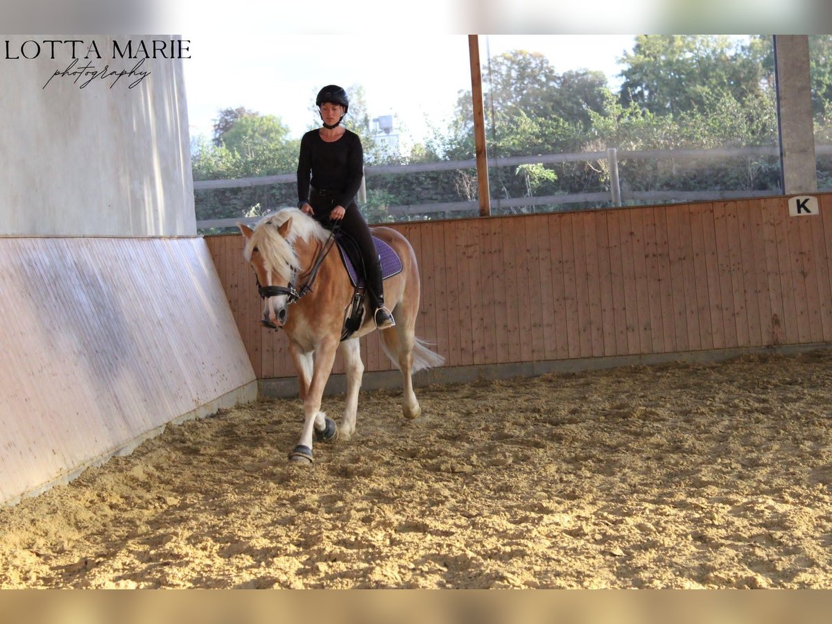 Haflinger Merrie 5 Jaar 158 cm in Bad Sassendorf