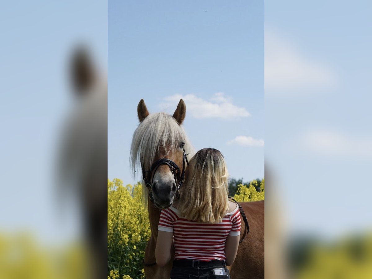 Haflinger Merrie 6 Jaar 151 cm Vos in Boksee