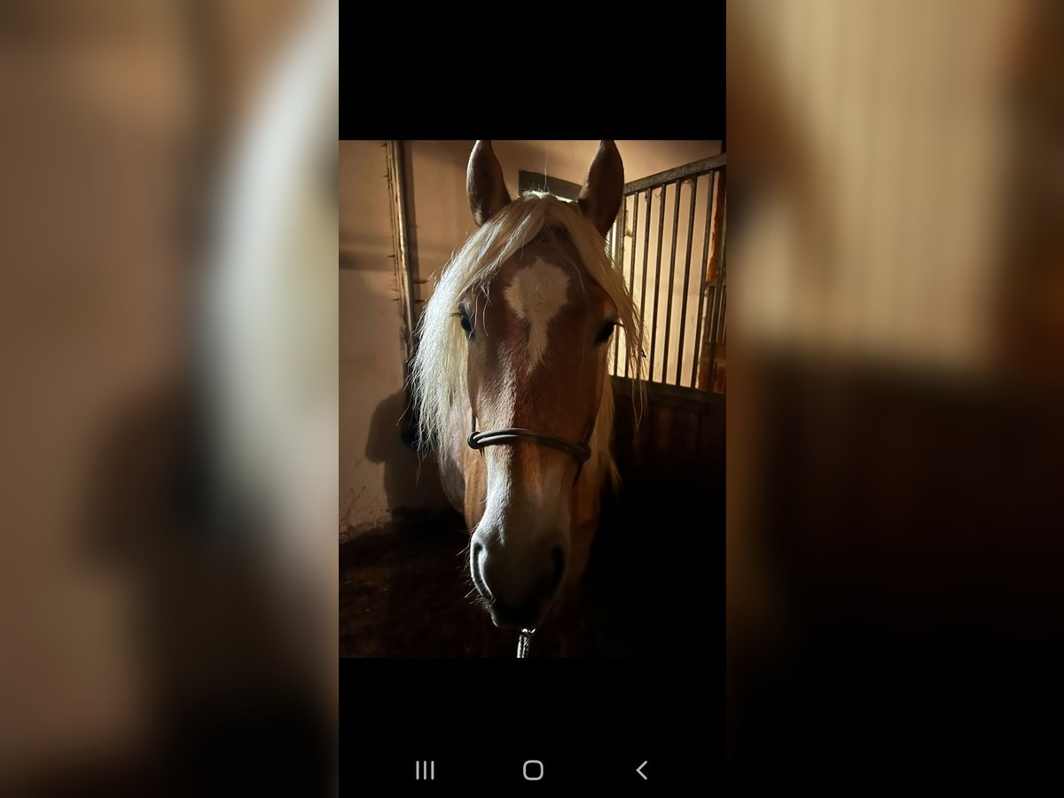 Haflinger Merrie 6 Jaar 153 cm in Eggenfelden