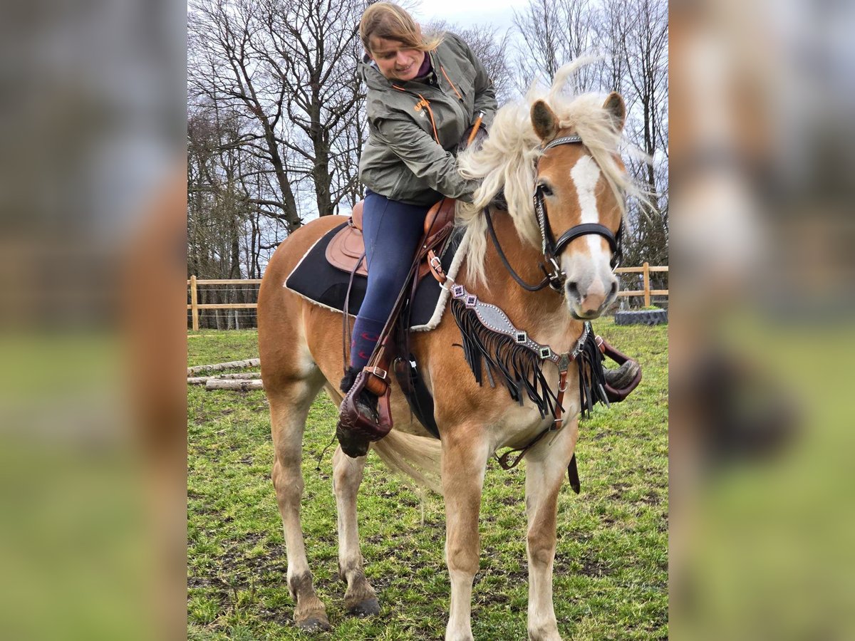 Haflinger Merrie 6 Jaar 155 cm Vos in Linkenbach