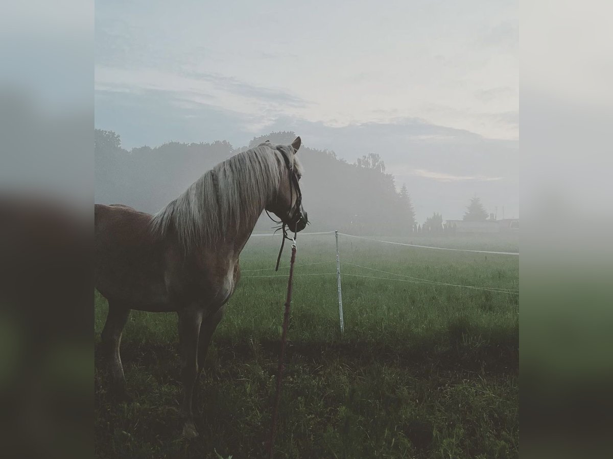 Haflinger Merrie 7 Jaar 140 cm Vos in Rozwory