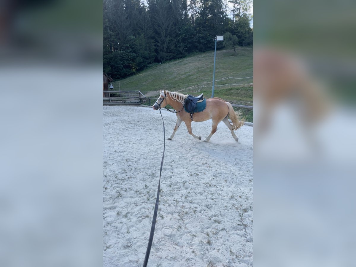 Haflinger Merrie 7 Jaar 150 cm Lichtbruin in Bromberg