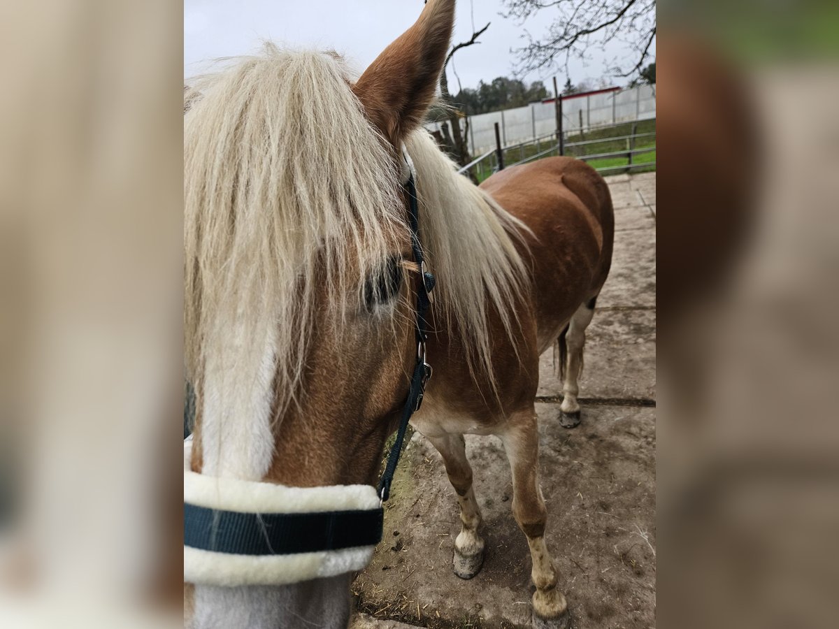 Haflinger Merrie 7 Jaar 150 cm in Andrichsfurt