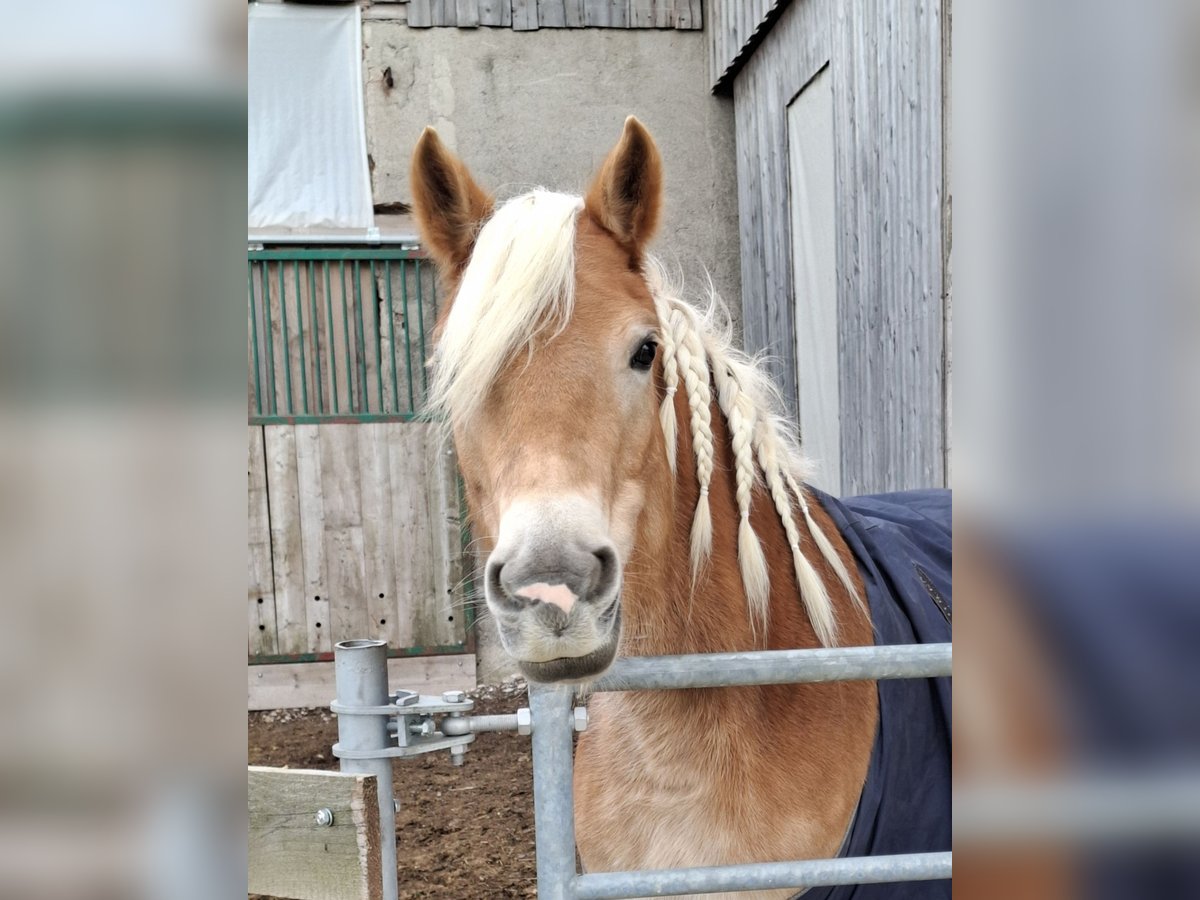 Haflinger Merrie 7 Jaar 150 cm in Haag Dorf