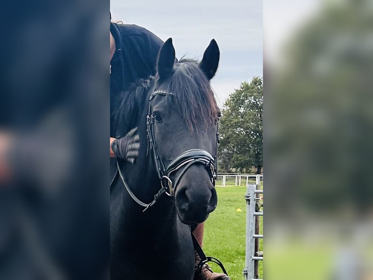 Haflinger Mix Merrie 7 Jaar 160 cm Zwart in Horneburg