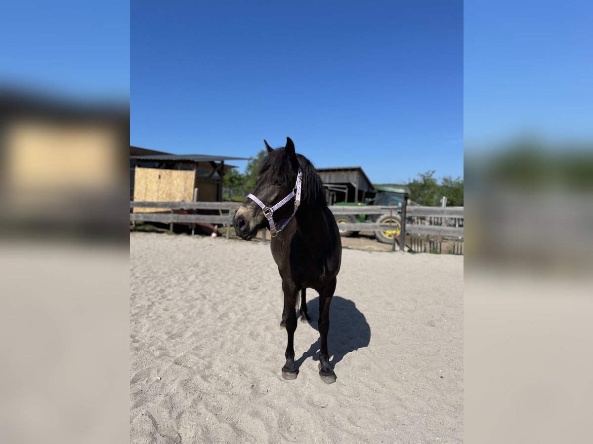 Haflinger Mix Merrie 8 Jaar 148 cm Donkerbruin in KanzemAyl