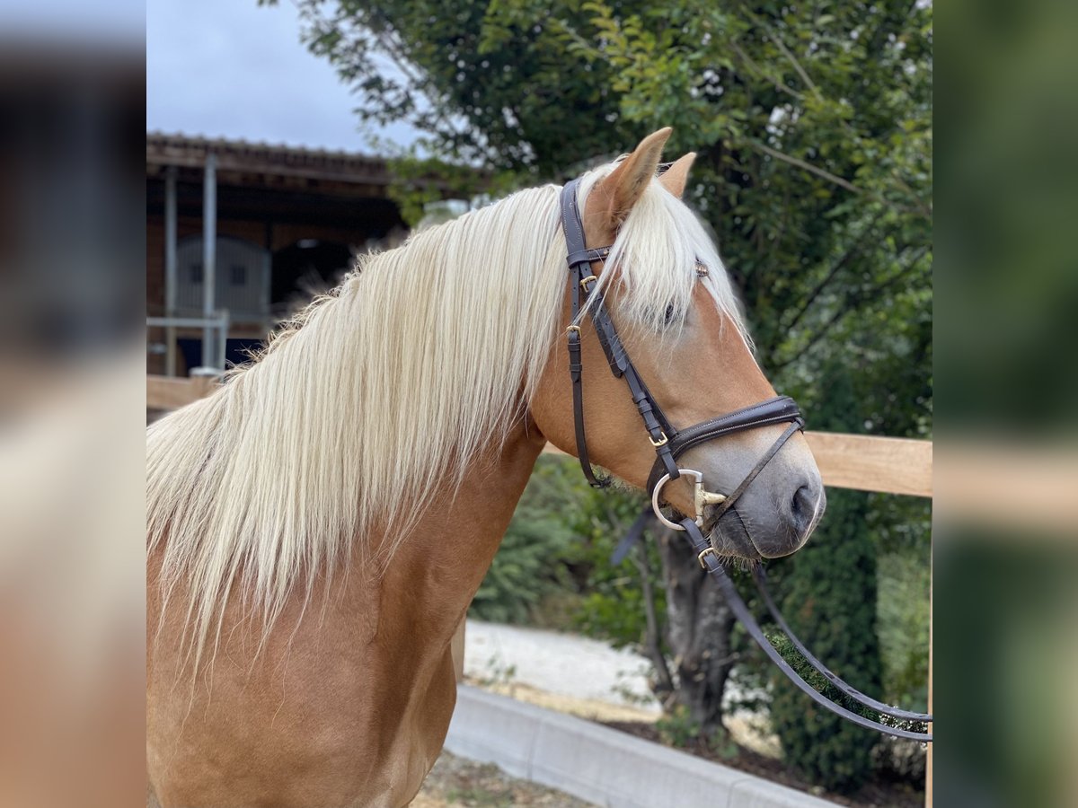 Haflinger Merrie 8 Jaar 148 cm Vos in Iggingen