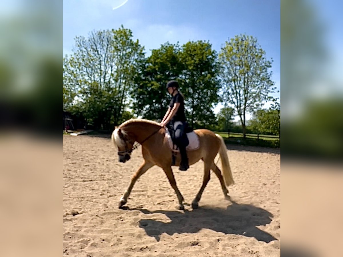 Haflinger Merrie 8 Jaar 149 cm Vos in Ellerbek