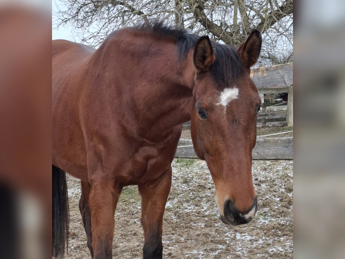 Haflinger Merrie 9 Jaar 165 cm in Haag Dorf