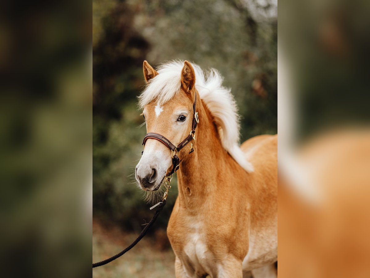 Haflinger Merrie veulen (03/2024) 152 cm in Trebbin