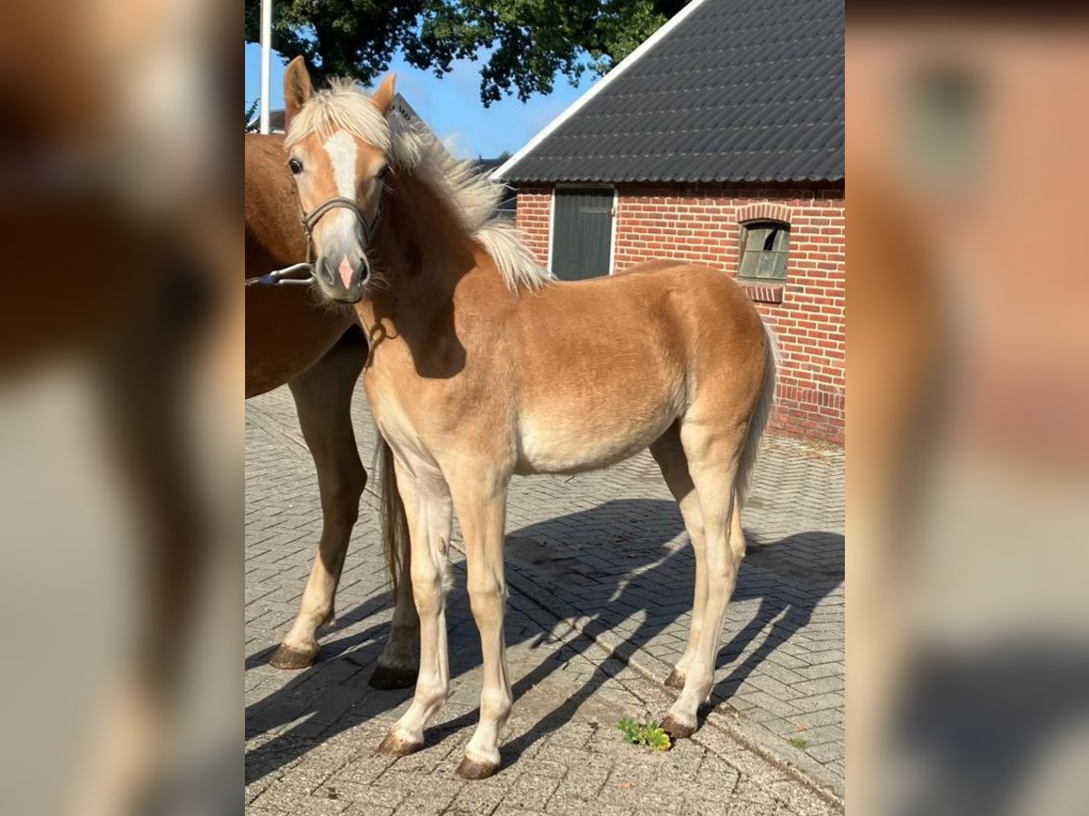 Haflinger Merrie Veulen (03/2025) 153 cm Vos in Emmen
