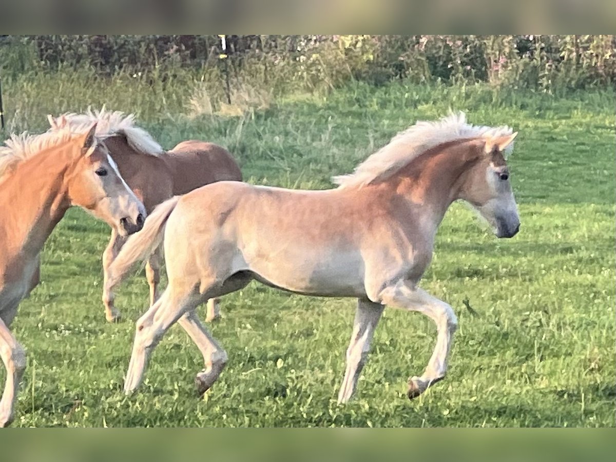 Haflinger Merrie veulen (04/2024) 154 cm Vos in Staufenberg