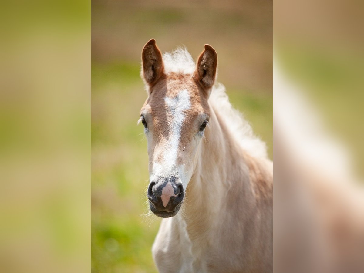 Haflinger Merrie  155 cm Vos in Karlsbad