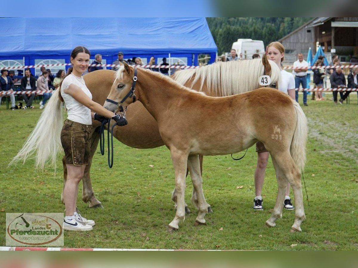 Haflinger Merrie Veulen (03/2025) Vos in Metnitz
