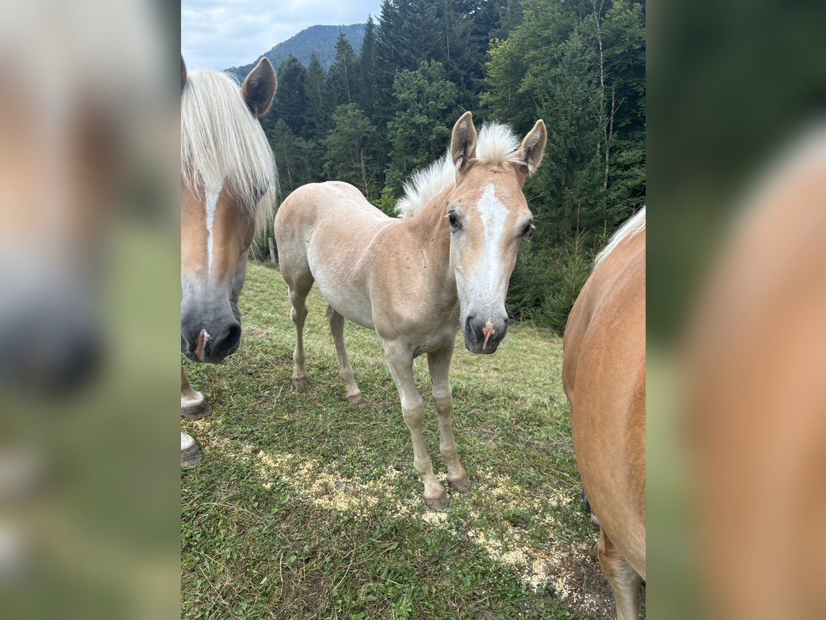 Haflinger Merrie  Vos in Großraming