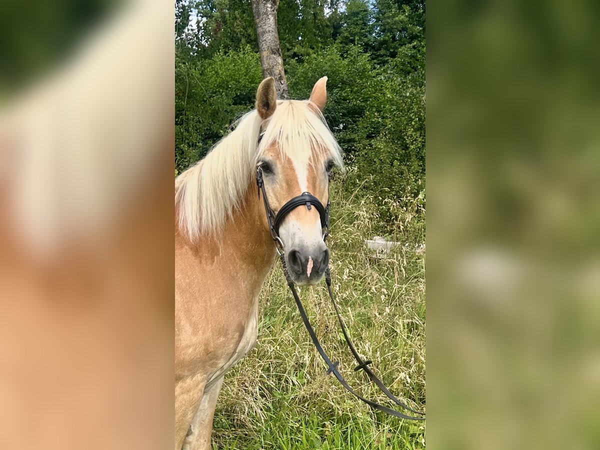 Haflinger Ruin 10 Jaar 150 cm Vos in Pelmberg