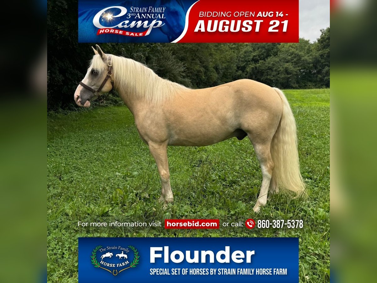 Haflinger Mix Ruin 12 Jaar 137 cm Palomino in Granby, CT