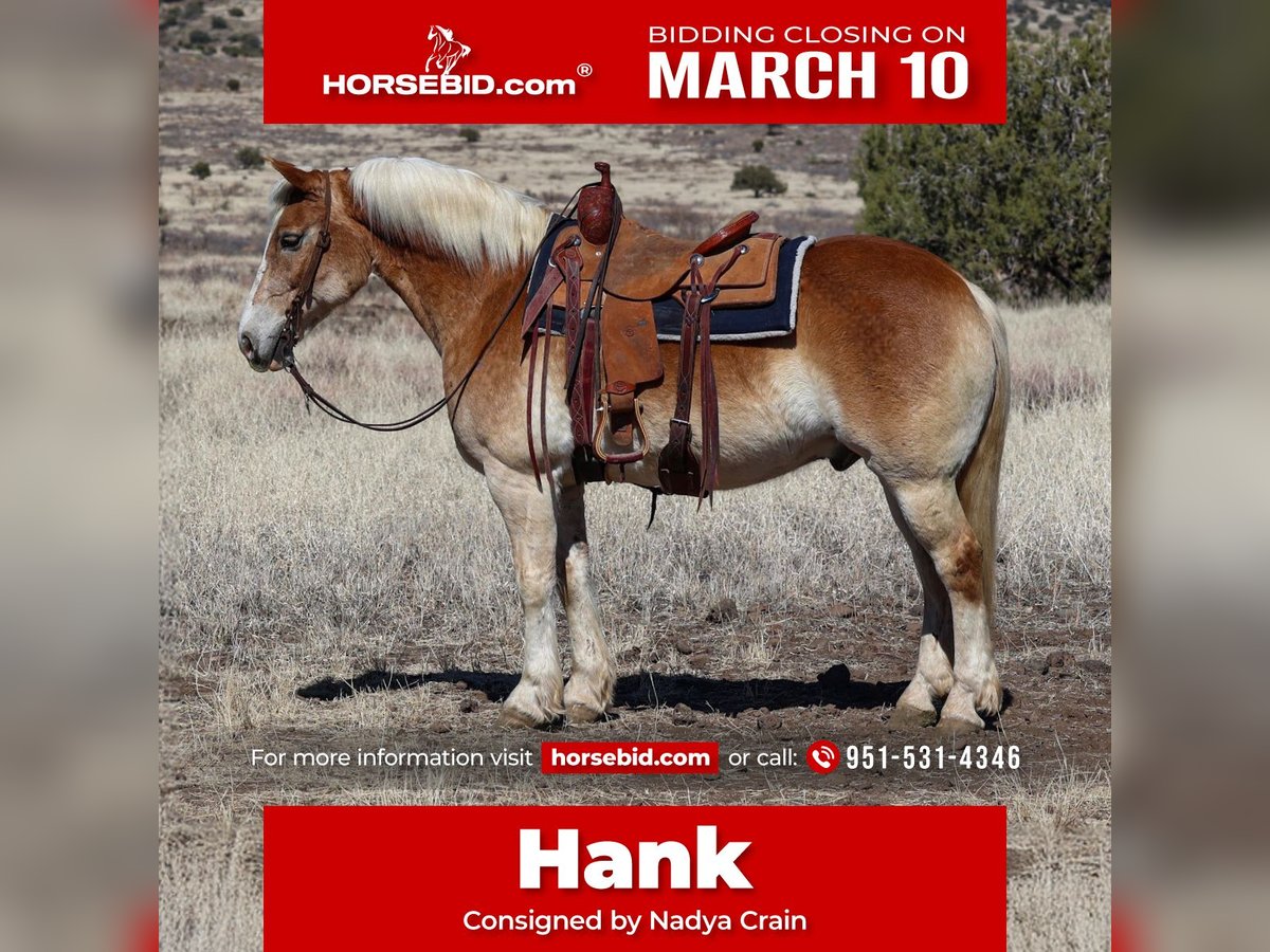 Haflinger Ruin 12 Jaar 150 cm Palomino in Camp Verde, AZ