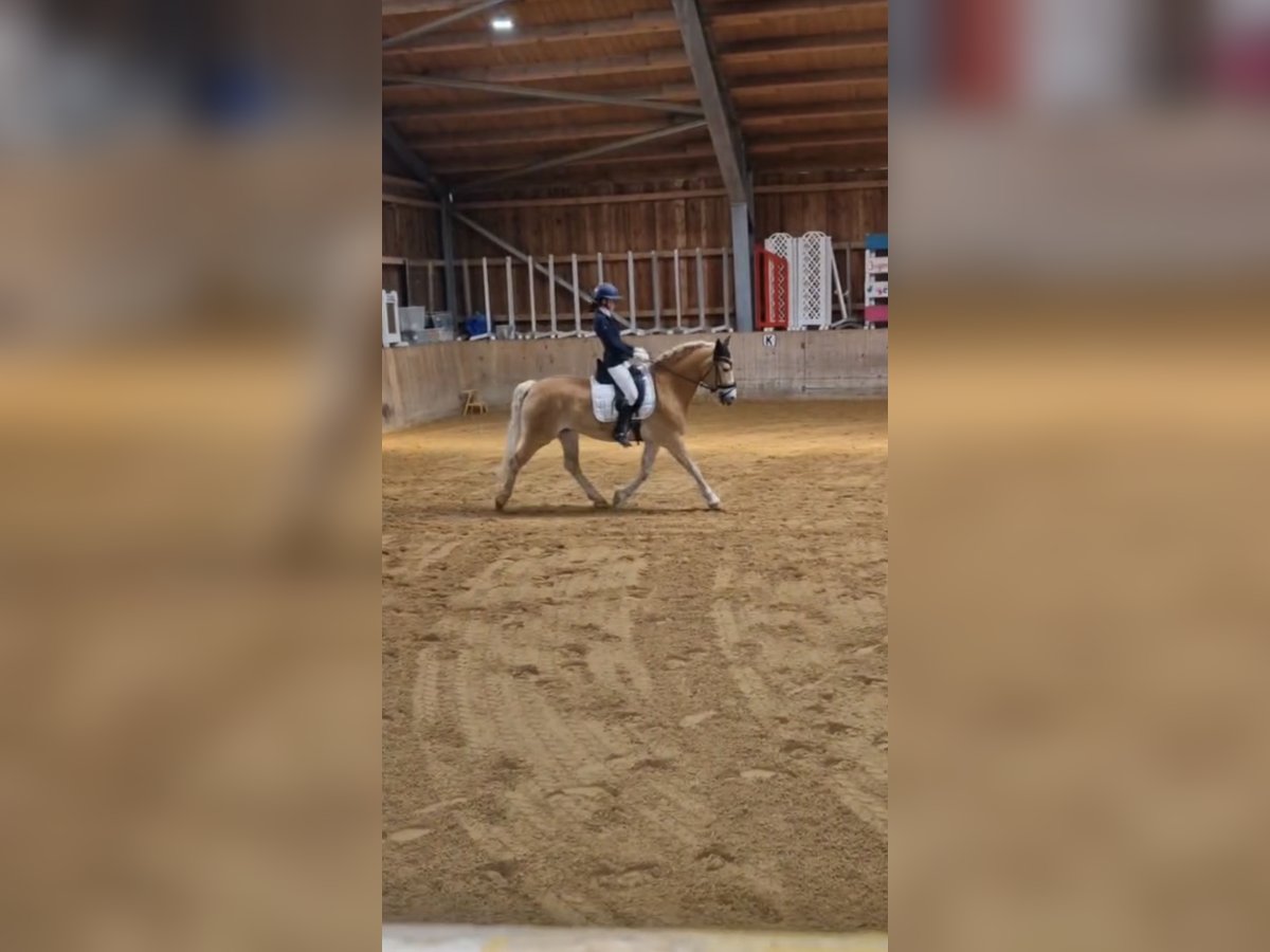 Haflinger Ruin 16 Jaar 152 cm Vos in Aying