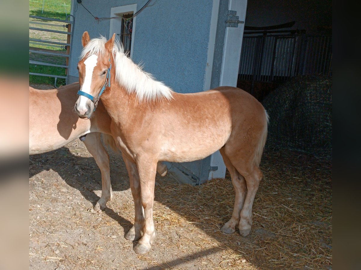 Haflinger Ruin 1 Jaar Donkere-vos in Steyr