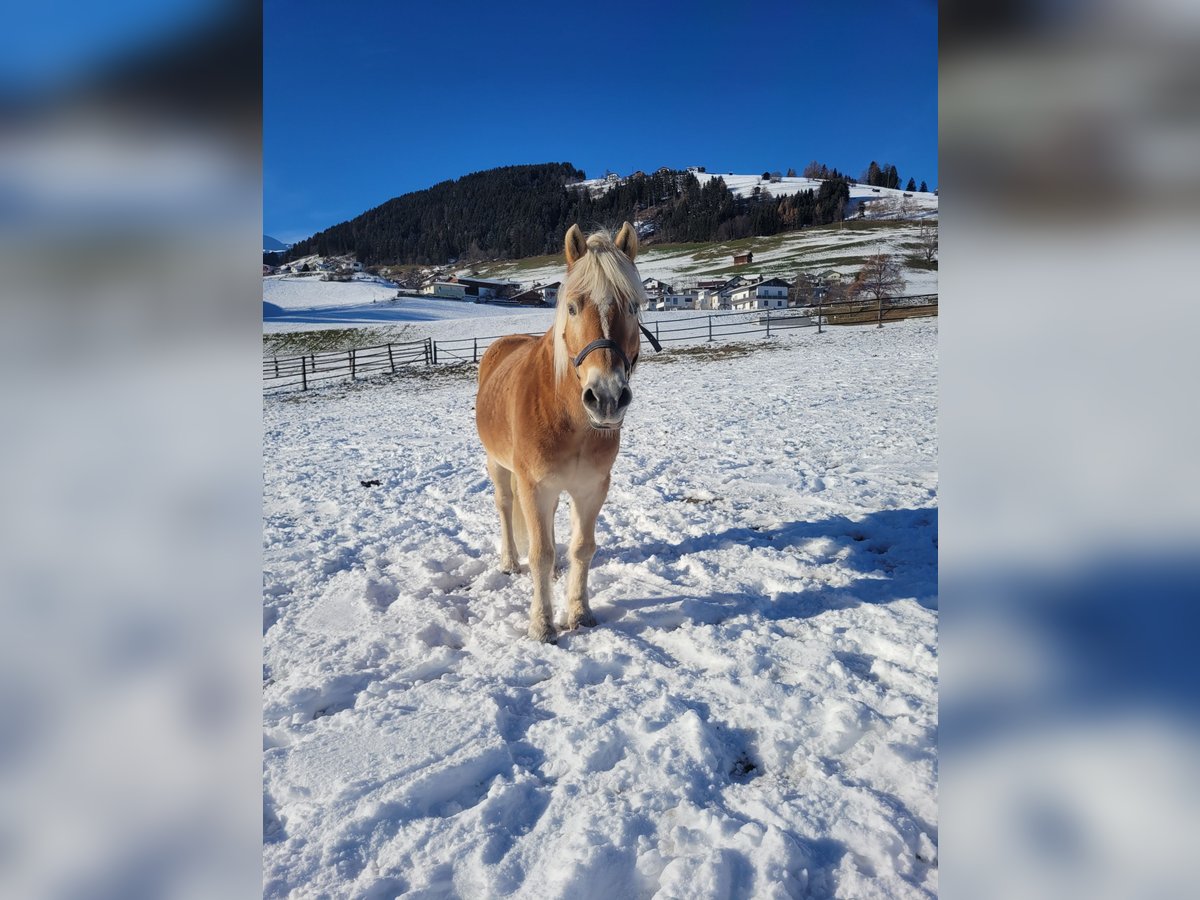 Haflinger Ruin 21 Jaar 150 cm in Tirol