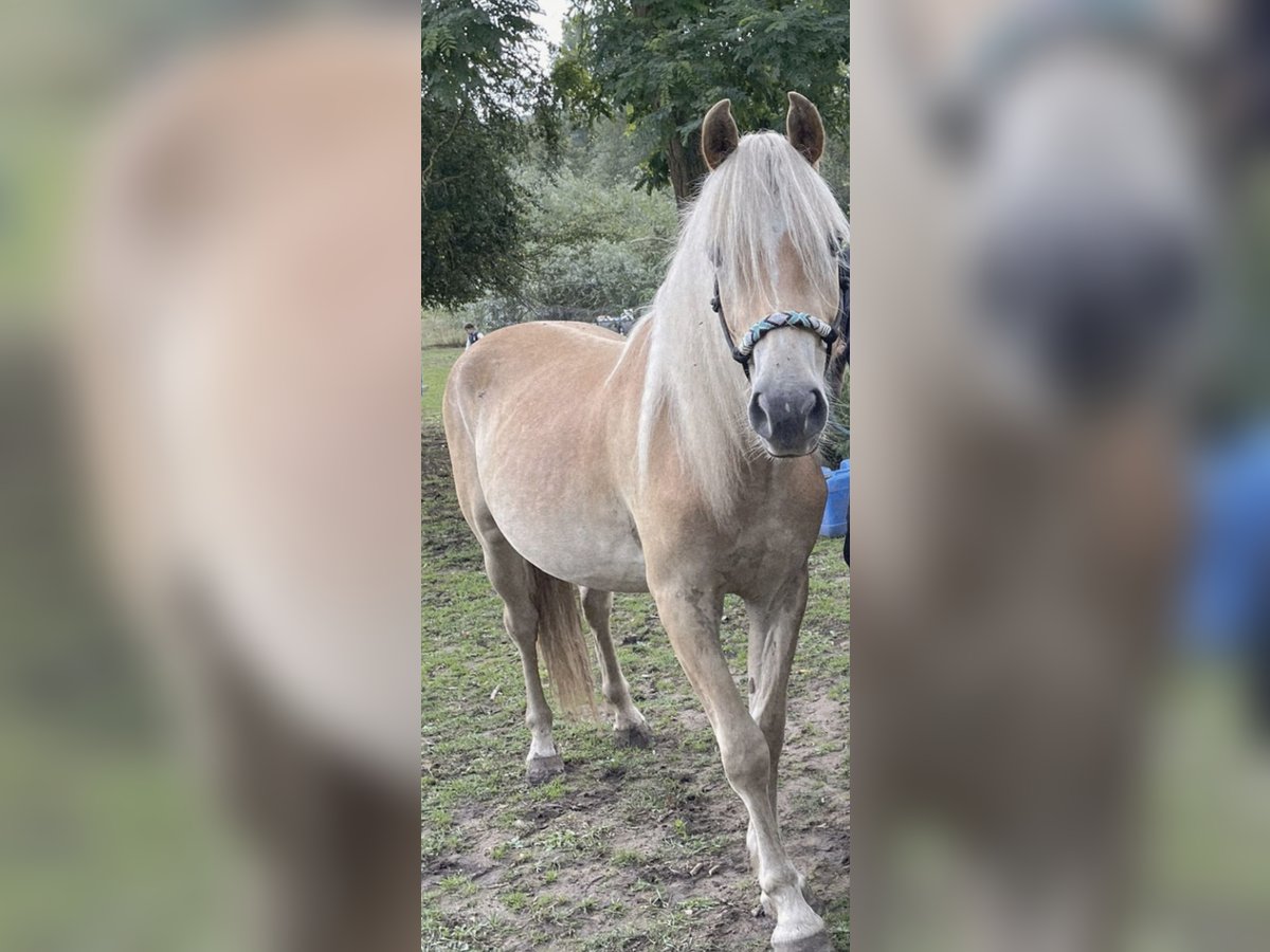 Haflinger Ruin 2 Jaar 142 cm Vos in Saarbr&#xFC;cken