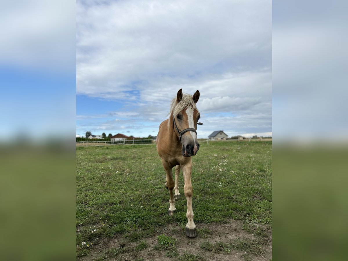 Haflinger Ruin 2 Jaar 145 cm Vos in Wałdowo