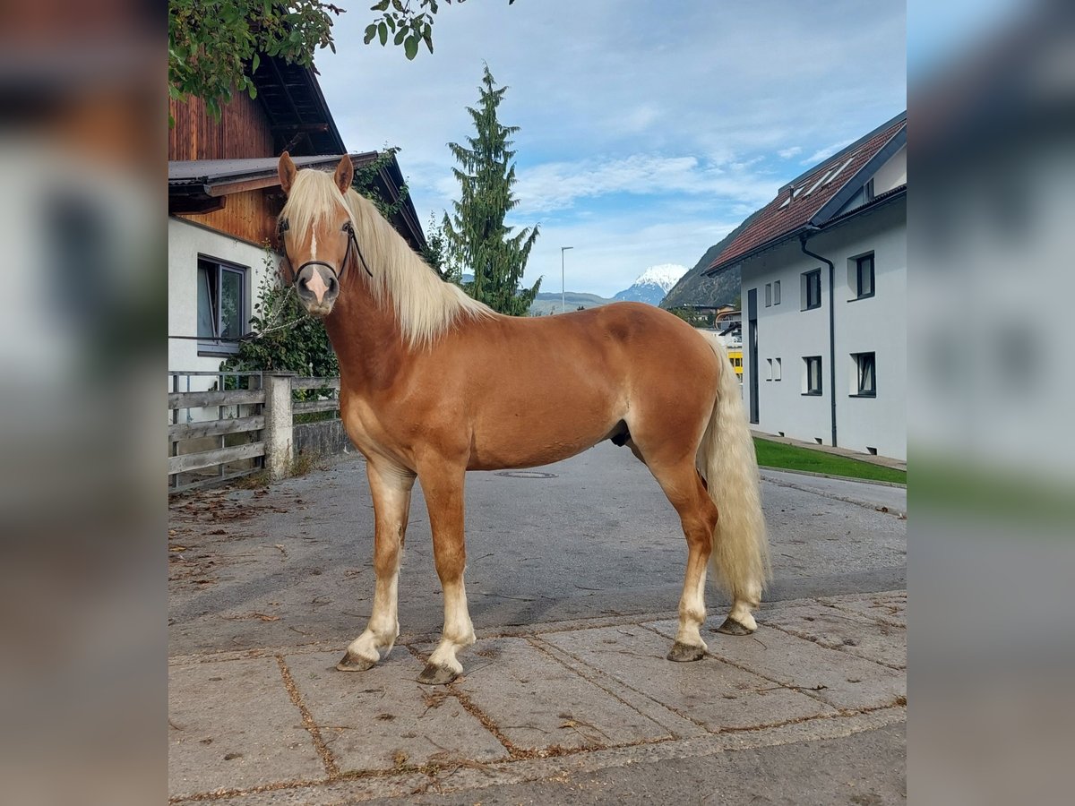 Haflinger Ruin 2 Jaar 148 cm in Imst