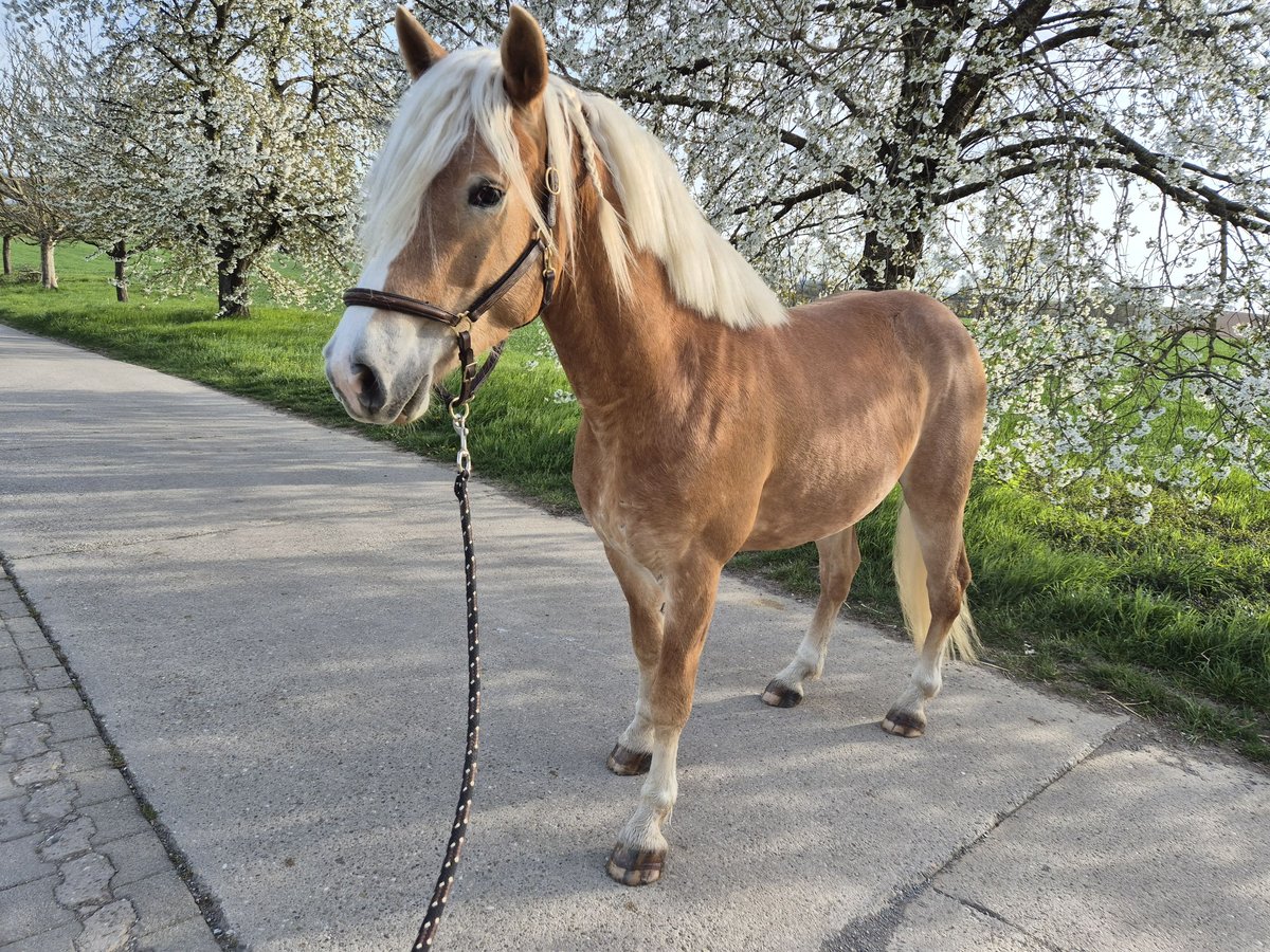 Haflinger Ruin 3 Jaar 152 cm in Kraichtal