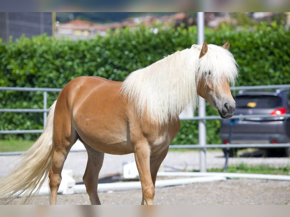 Haflinger Ruin 3 Jaar 153 cm Palomino in Vall&#x27;Alta