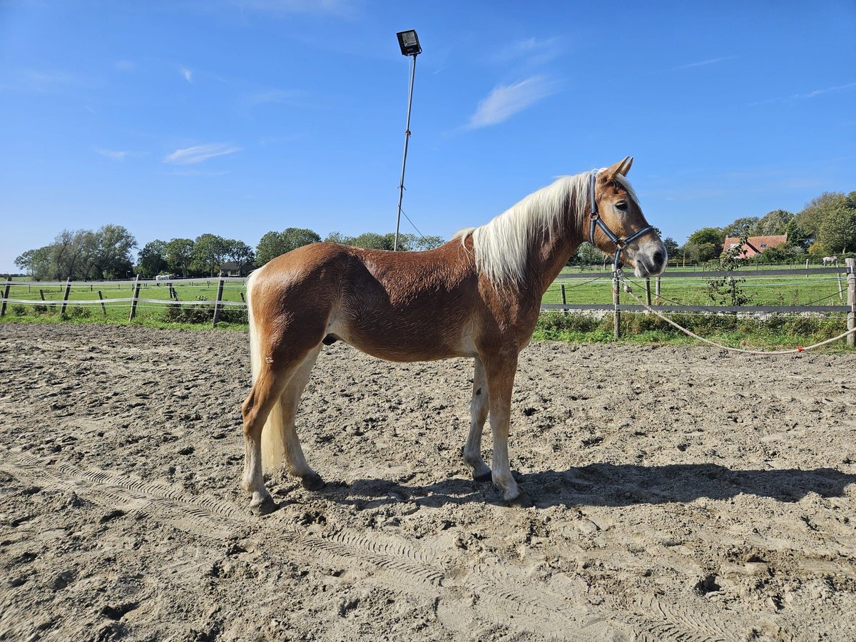 Haflinger Ruin 3 Jaar 153 cm in Serooskerke