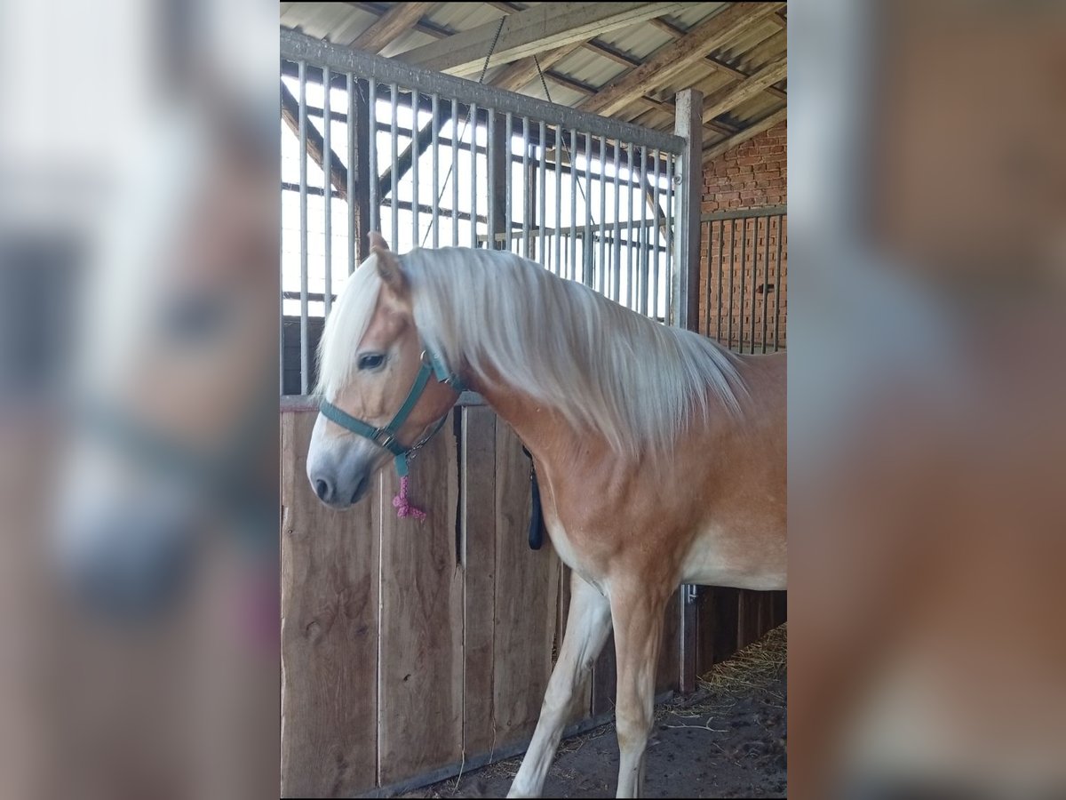 Haflinger Ruin 3 Jaar 153 cm Vos in Salzwedel