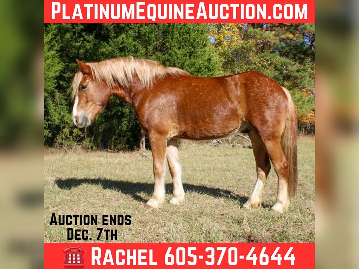 Haflinger Ruin 3 Jaar Donkere-vos in RUsk TX