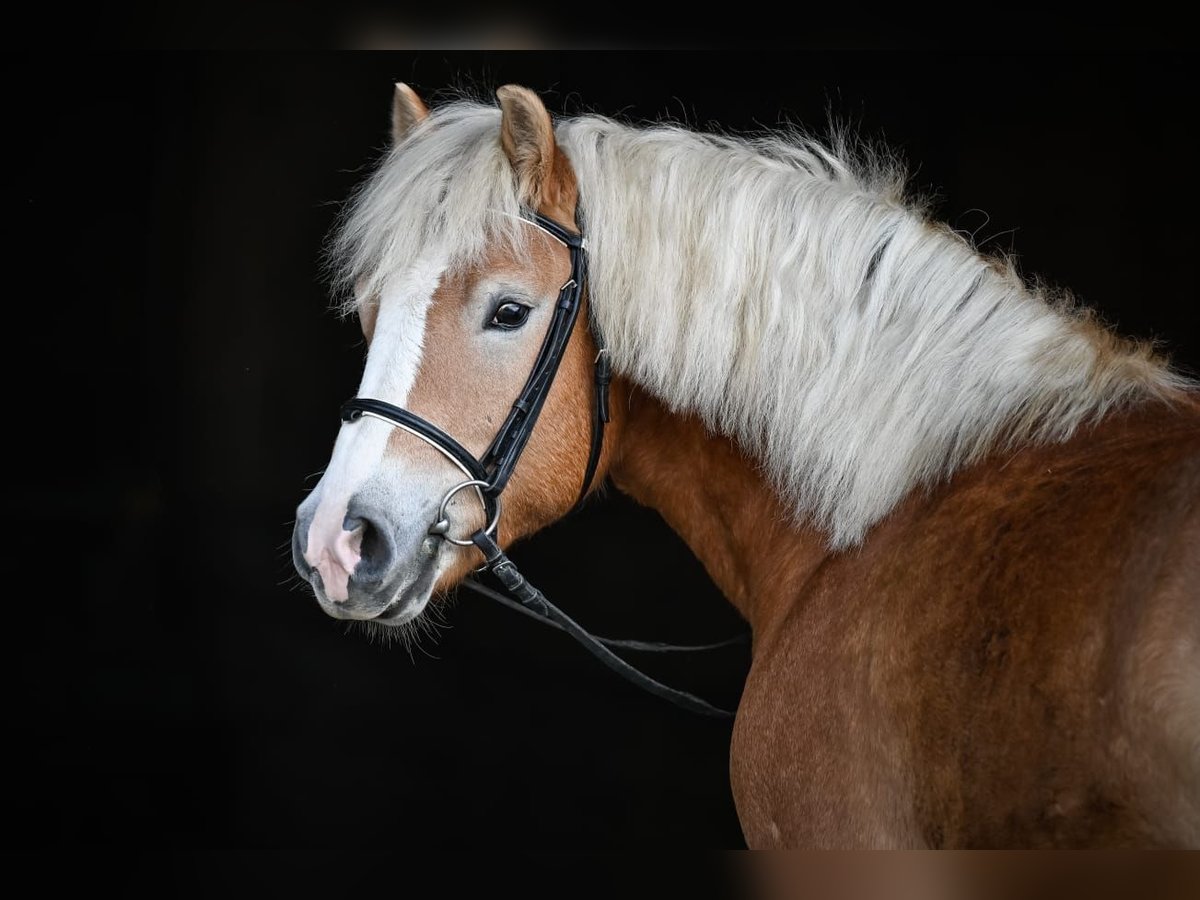 Haflinger Ruin 4 Jaar 146 cm Vos in Chur