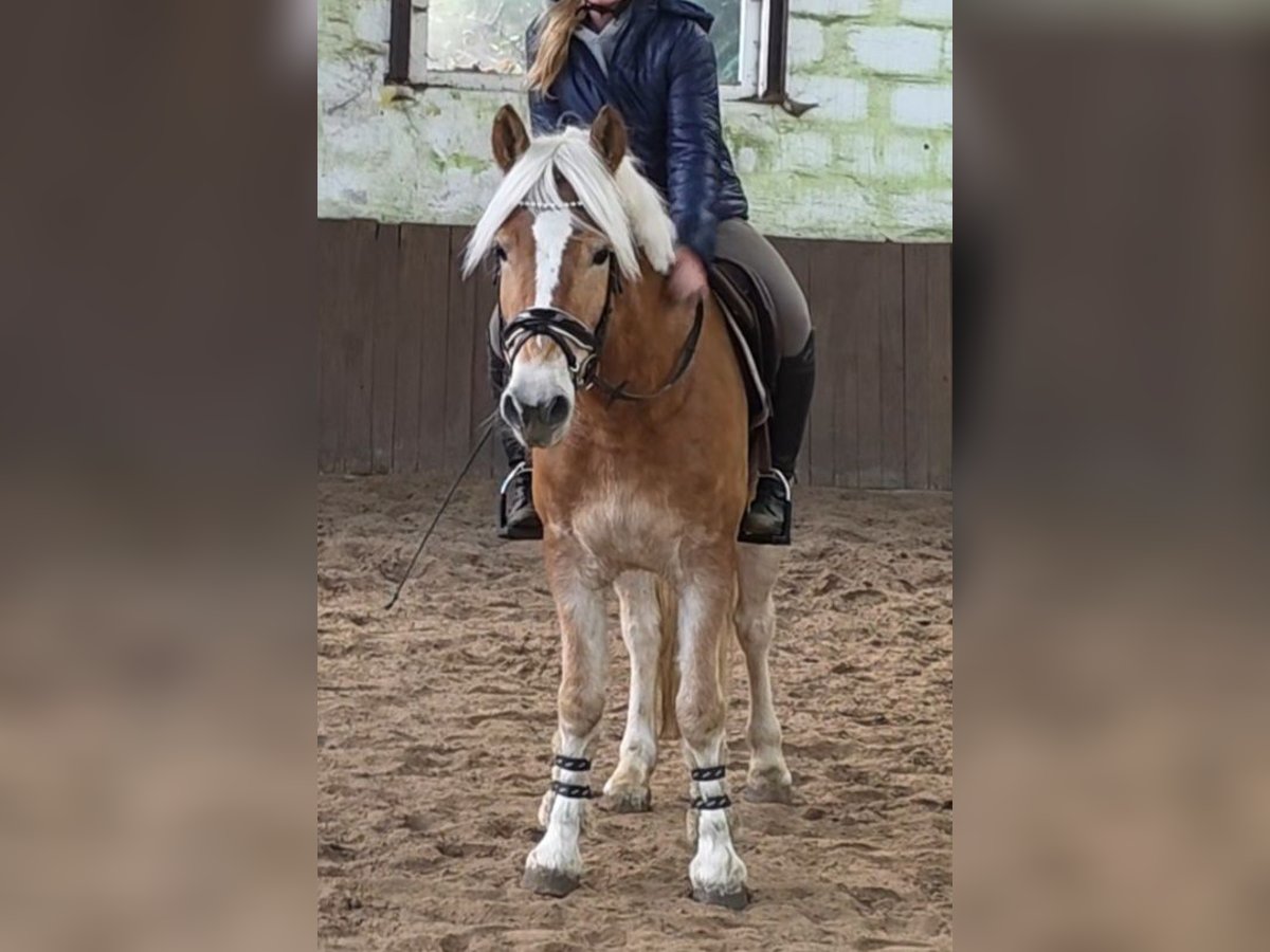 Haflinger Ruin 5 Jaar 147 cm Palomino in Braunschweig