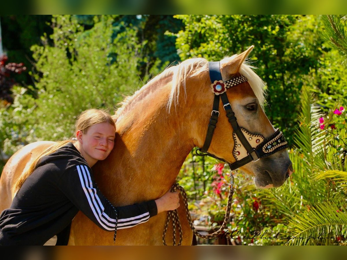 Haflinger Ruin 5 Jaar 153 cm Lichtbruin in Brandis