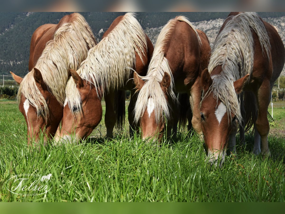 Haflinger Ruin 5 Jaar in Nauders