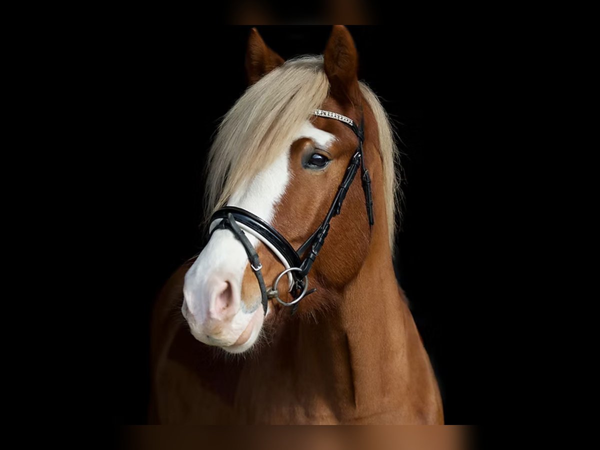 Haflinger Ruin 6 Jaar 148 cm Vos in Heilbronn