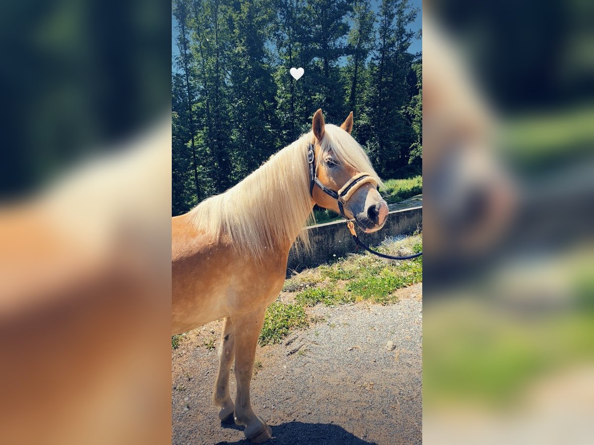 Haflinger Ruin 7 Jaar 143 cm Vos in G&#xF6;tzendorf an der Leitha
