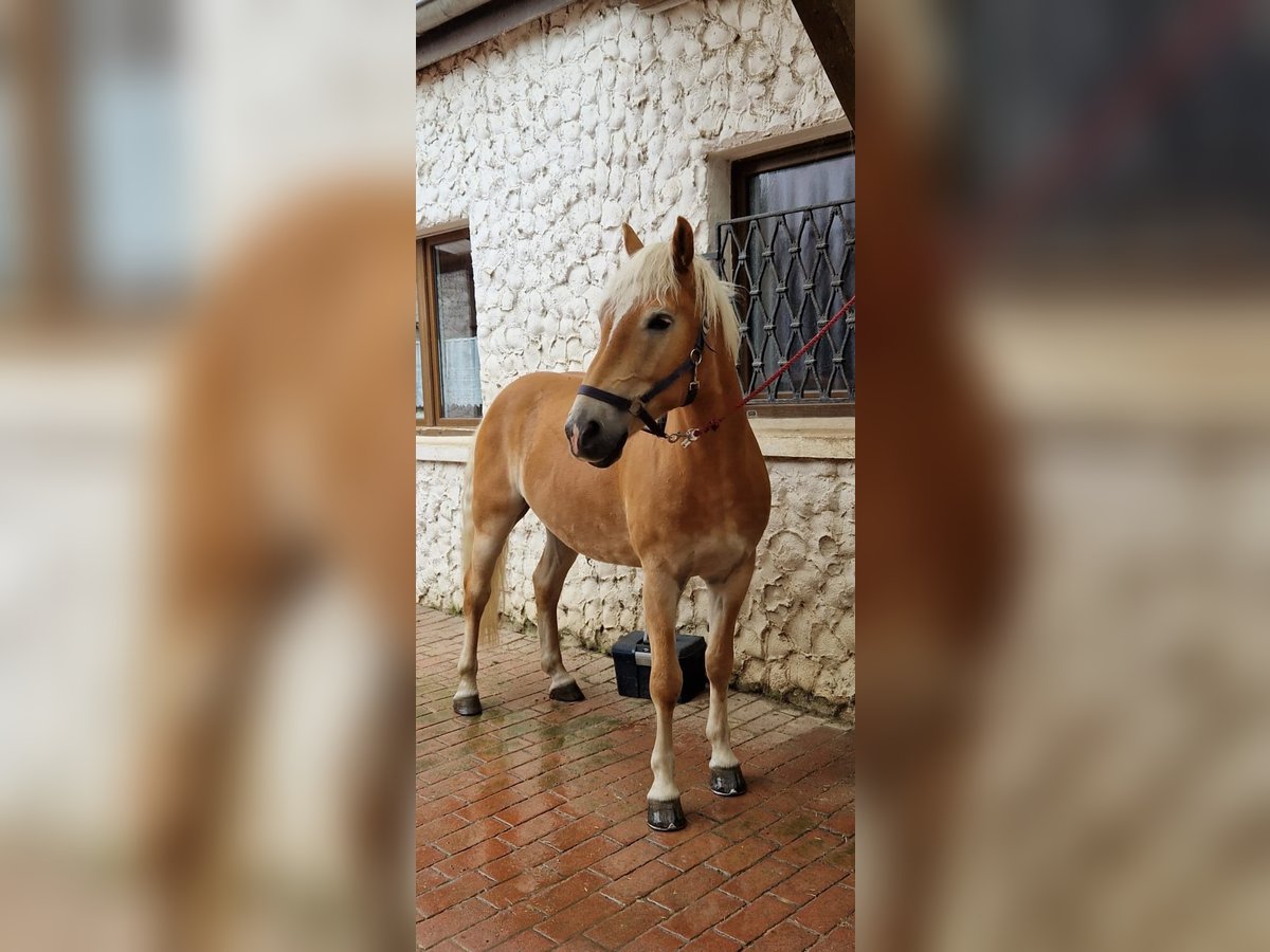 Haflinger Ruin 8 Jaar 154 cm Lichtbruin in Rheurdt