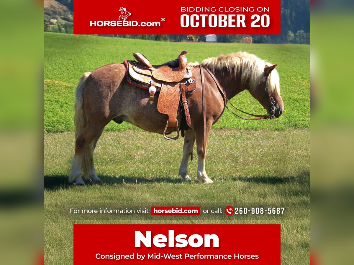 Haflinger Ruin 9 Jaar 137 cm Roan-Red in Saint Joe