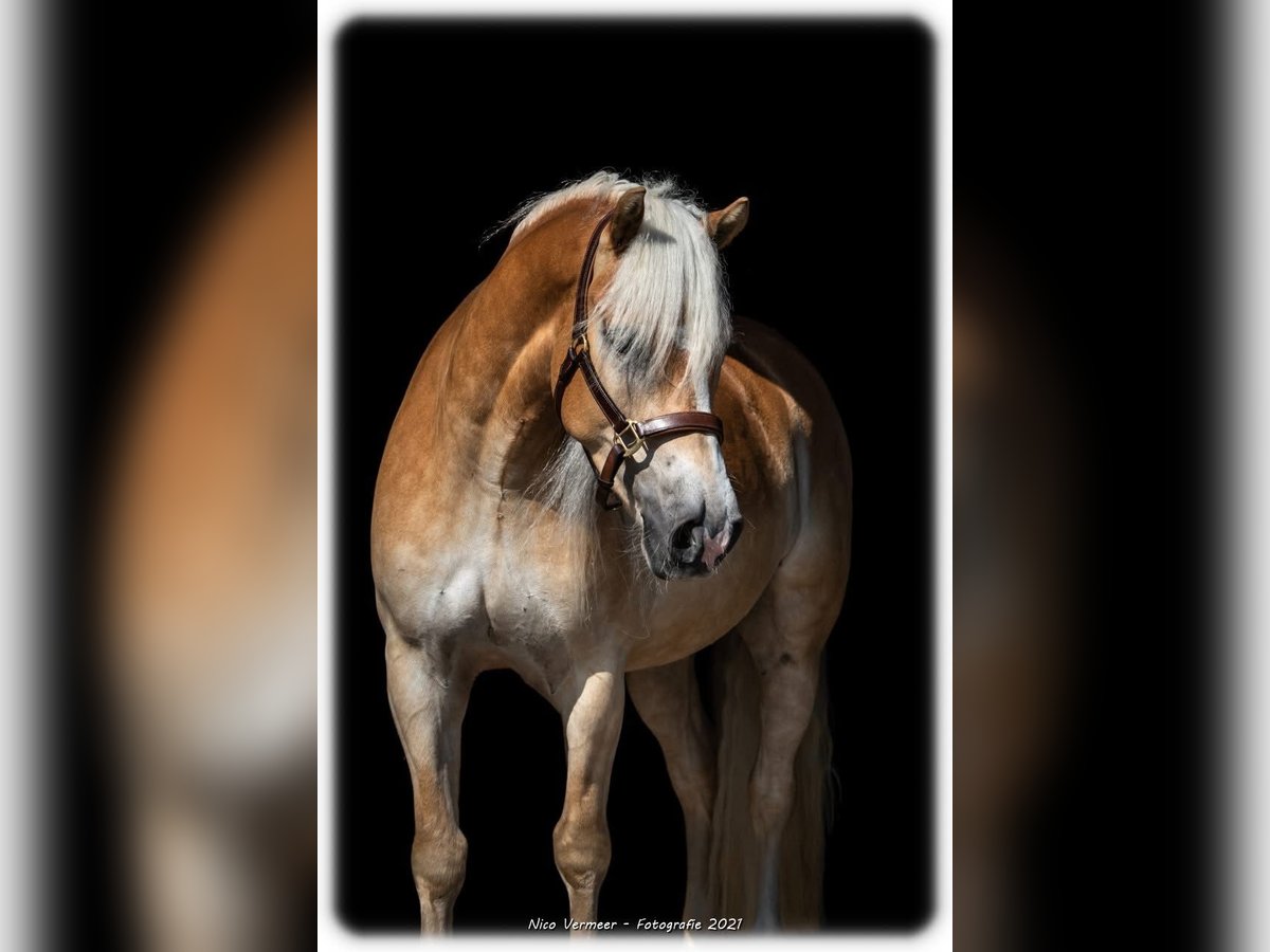 Haflinger Ruin 9 Jaar 150 cm Palomino in Purmerend