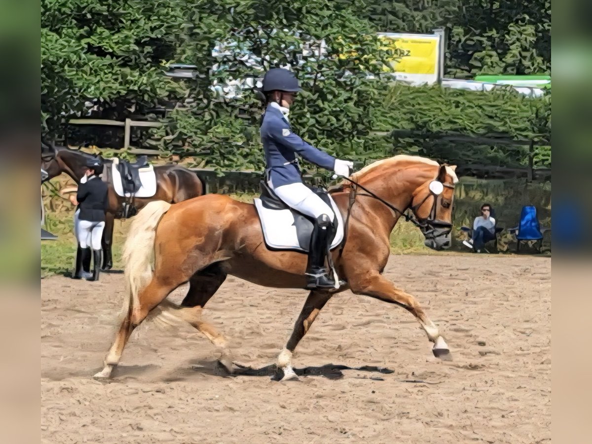 Haflinger Semental 13 años 151 cm Alazán in D&#xF6;tlingen