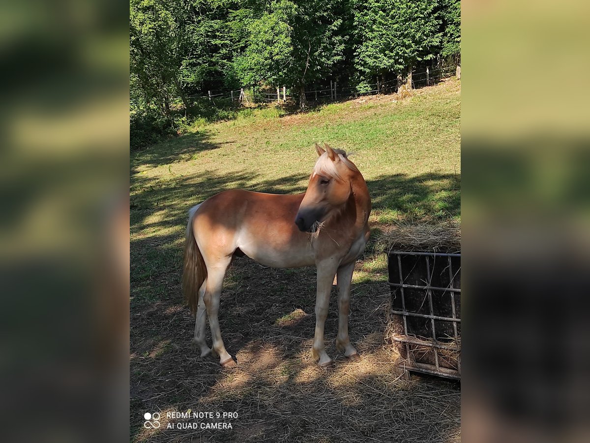 Haflinger Semental 1 año 140 cm Alazán in JABREILLES LES BORDES