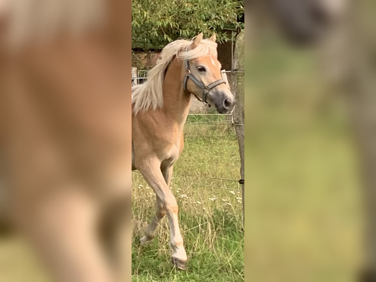 Haflinger Semental 1 año 150 cm in Suhlendorf