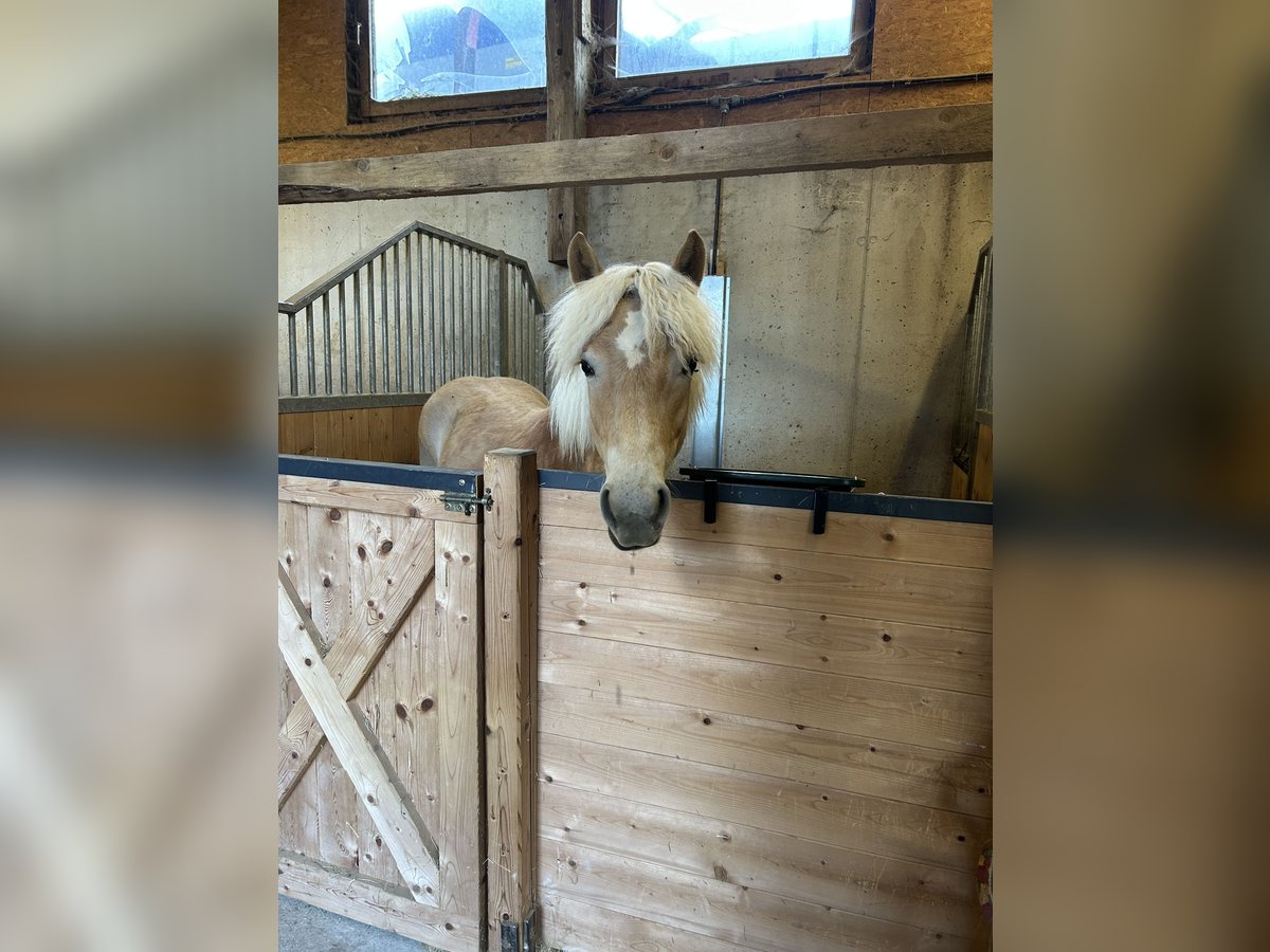 Haflinger Semental 1 año 151 cm Alazán in Hainzenberg