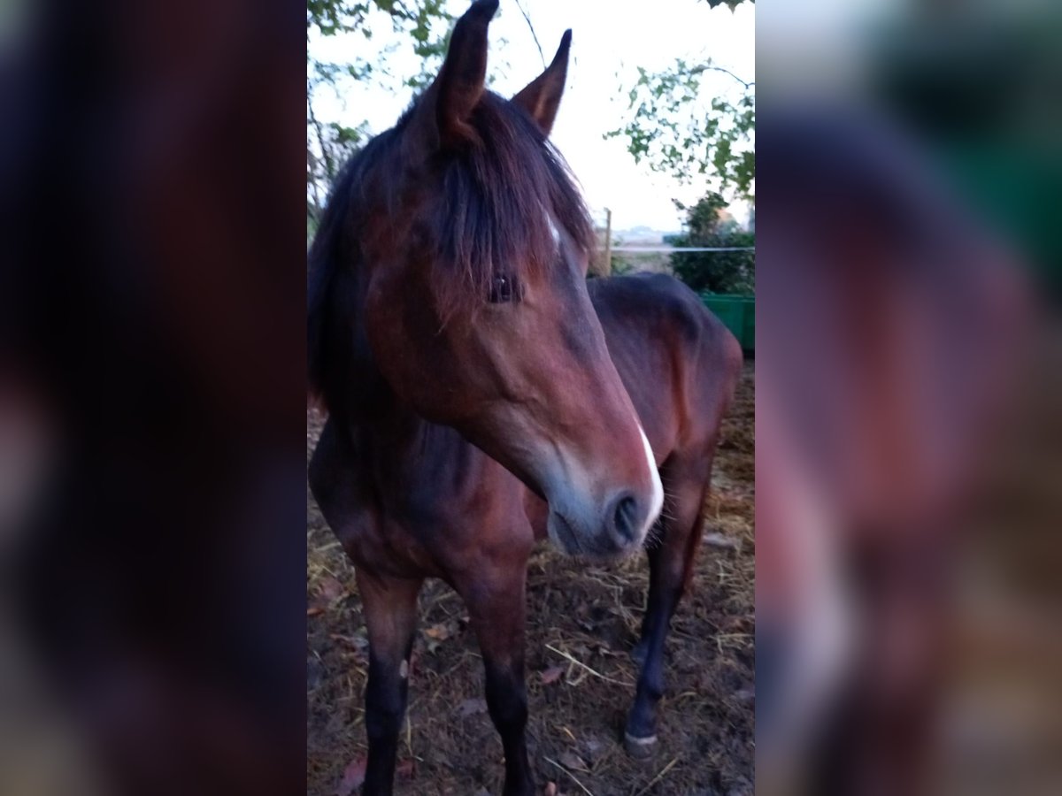 Haflinger Mestizo Semental 1 año 160 cm Castaño oscuro in Albignasego Haflinger Mestizo Semental 1 año 160 cm Castaño oscuro in Albignasego